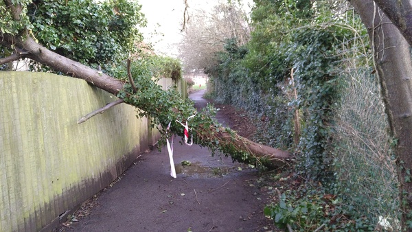 The photo for [fixed] Ditton Meadows / Ditton Walk path blocked by fallen tree.